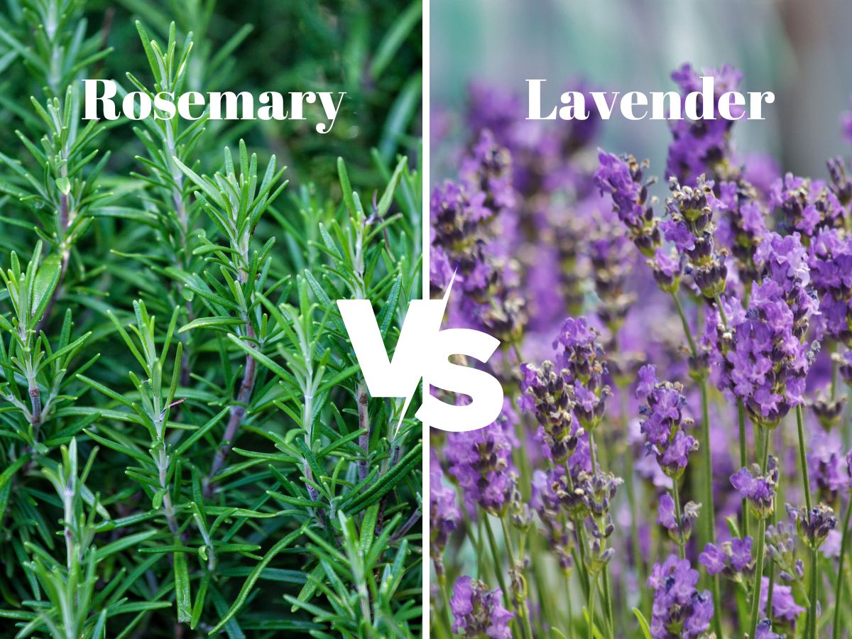 rosemary vs lavender